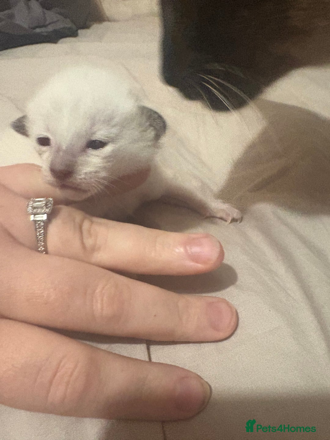 Siamese cats for sale: Traditional Siamese baby’s  - Image 7