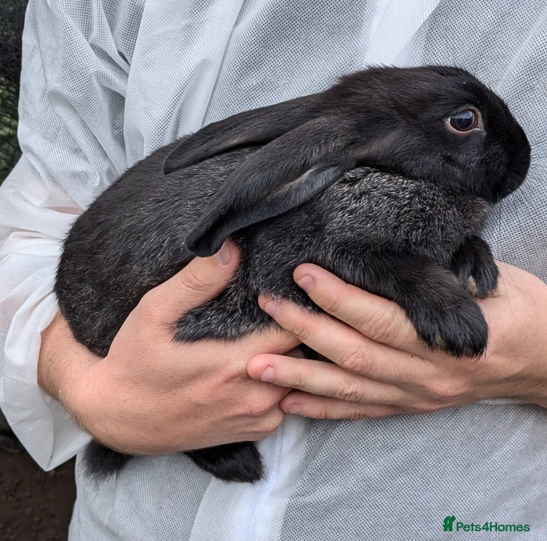 New Zealand rabbits for sale: 11 week old New Zealand Kits ready now - Image 2