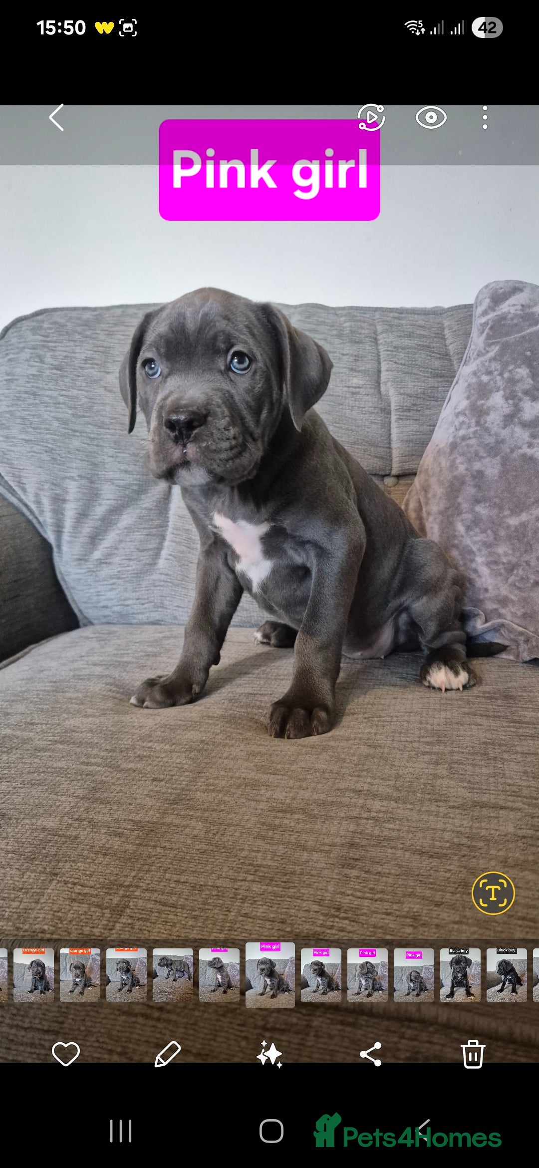 Cane Corso dogs for sale: Ready for new homes, cane corsos.  - Advert 13