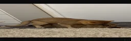 British Shorthair cats for stud: British Shorthaired Golden Cats - Advert 9