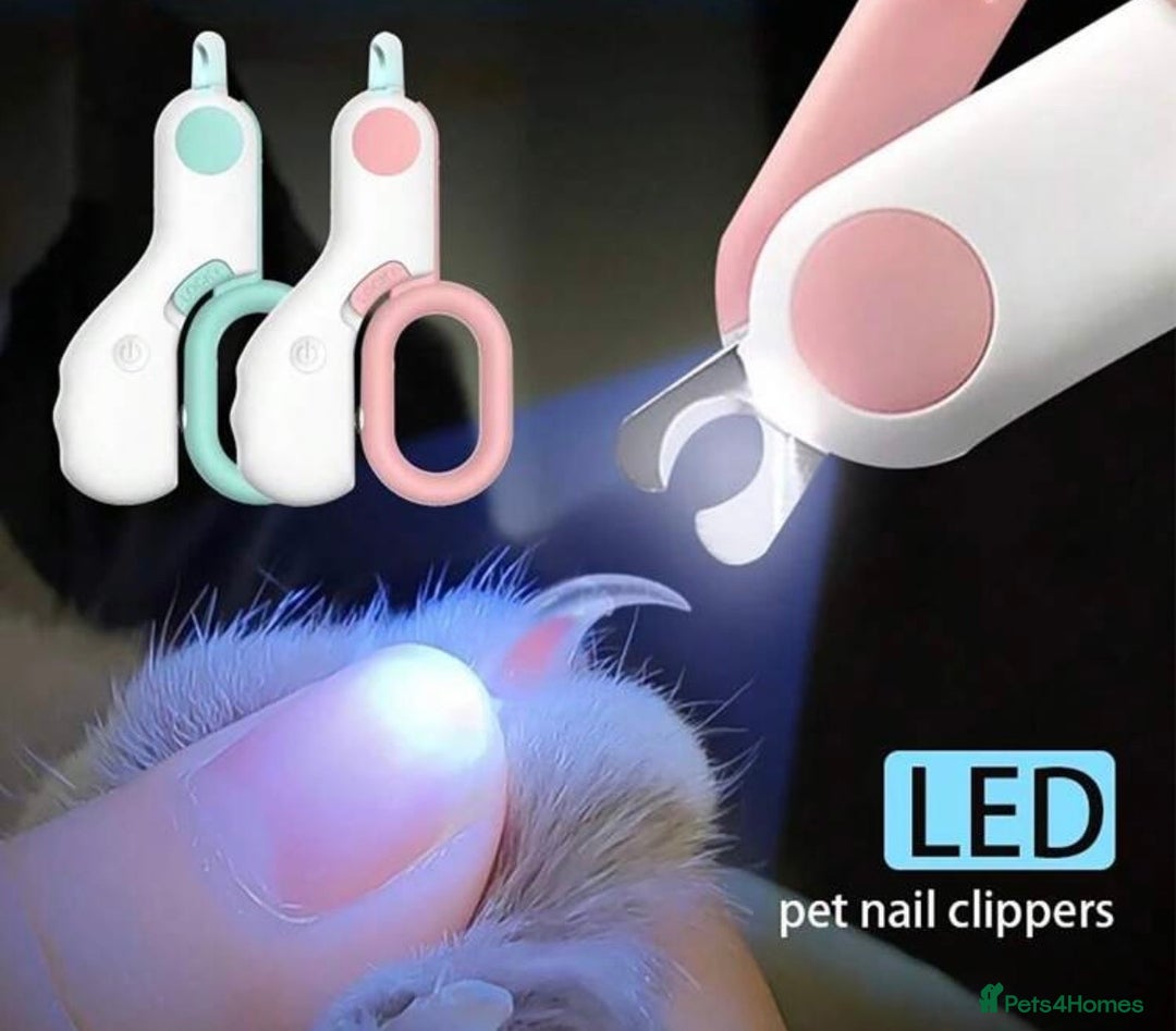 Domestic Shorthair cats for sale: Hello, I am Rio  - Advert 7