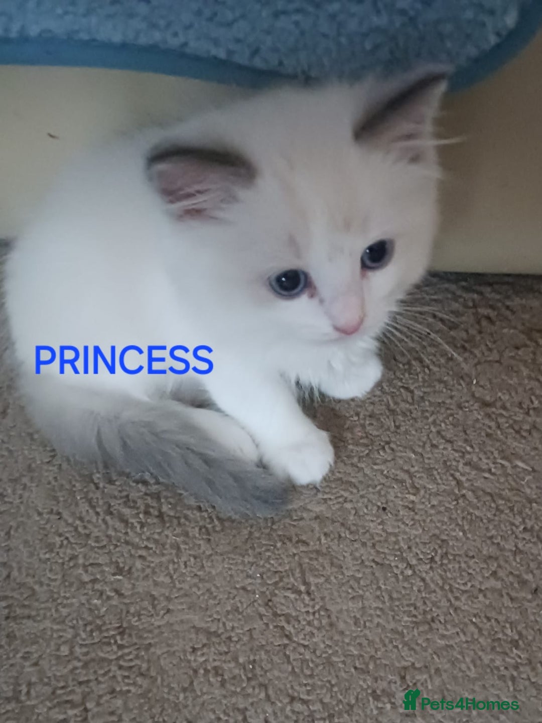 Ragdoll cats for sale: CUTE BLUE C/P RAGDOLL KITTENS  - Advert 4
