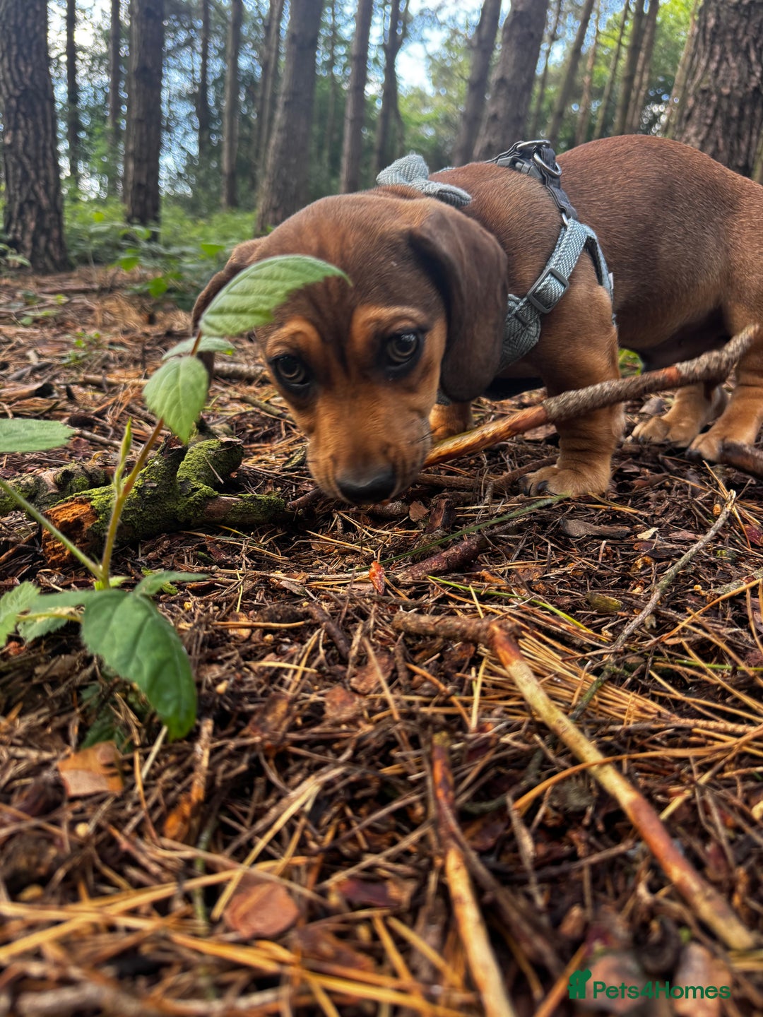 Mixed Breed dogs for sale: Dachshund  - Image 6