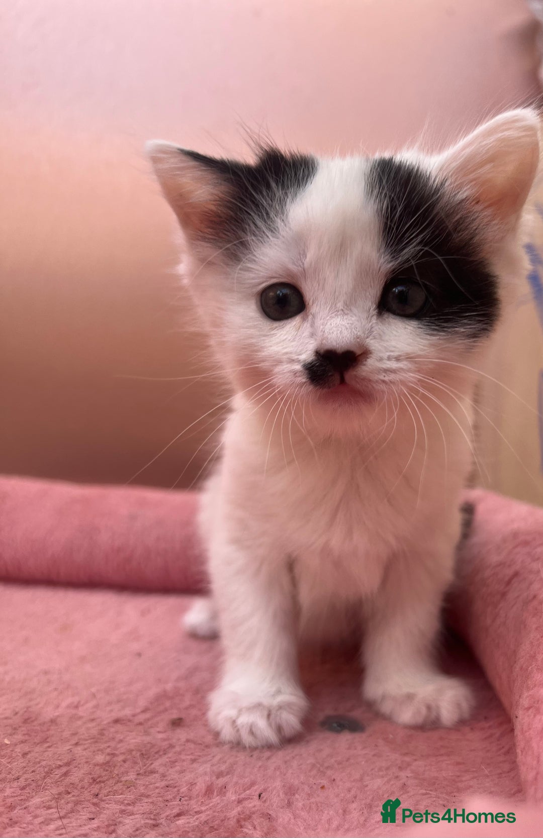 Mixed Breed cats for sale: Black kitten and white&black kitten available  - Image 4