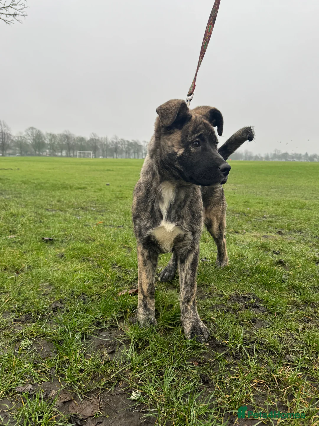 Mixed Breed dogs for sale: Beautiful Female Puppy (Presa Canario x Akita) - Advert 7
