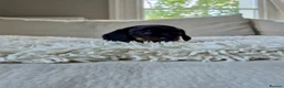 Miniature Dachshund dogs for sale: KC REGISTERED MINIATURE DACHSHUND PUPPIES - Advert 11