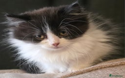 Persian cats for sale: Persian  - Image 36