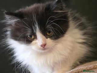 Persian cats - Advert 28