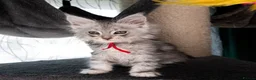 Maine Coon cats for sale: STUNNING PEDIGREE MAINE COON KITTENS - Advert 18