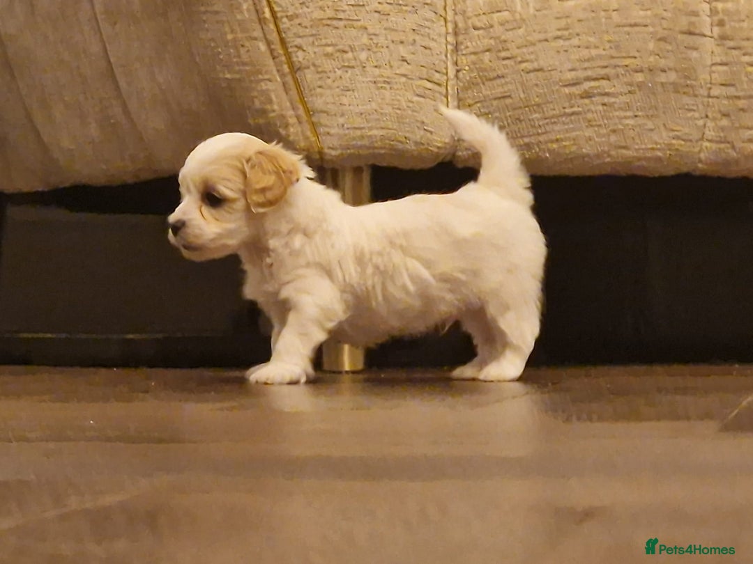 Maltipoo dogs for sale: Minnies maltipoos  - Image 23