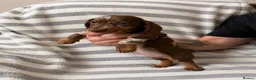Dachshund dogs for sale: Dachsund puppies in Hull - Advert 8