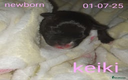 Staffordshire Bull Terrier dogs for sale: Beautiful female staffy puppy - Image 13