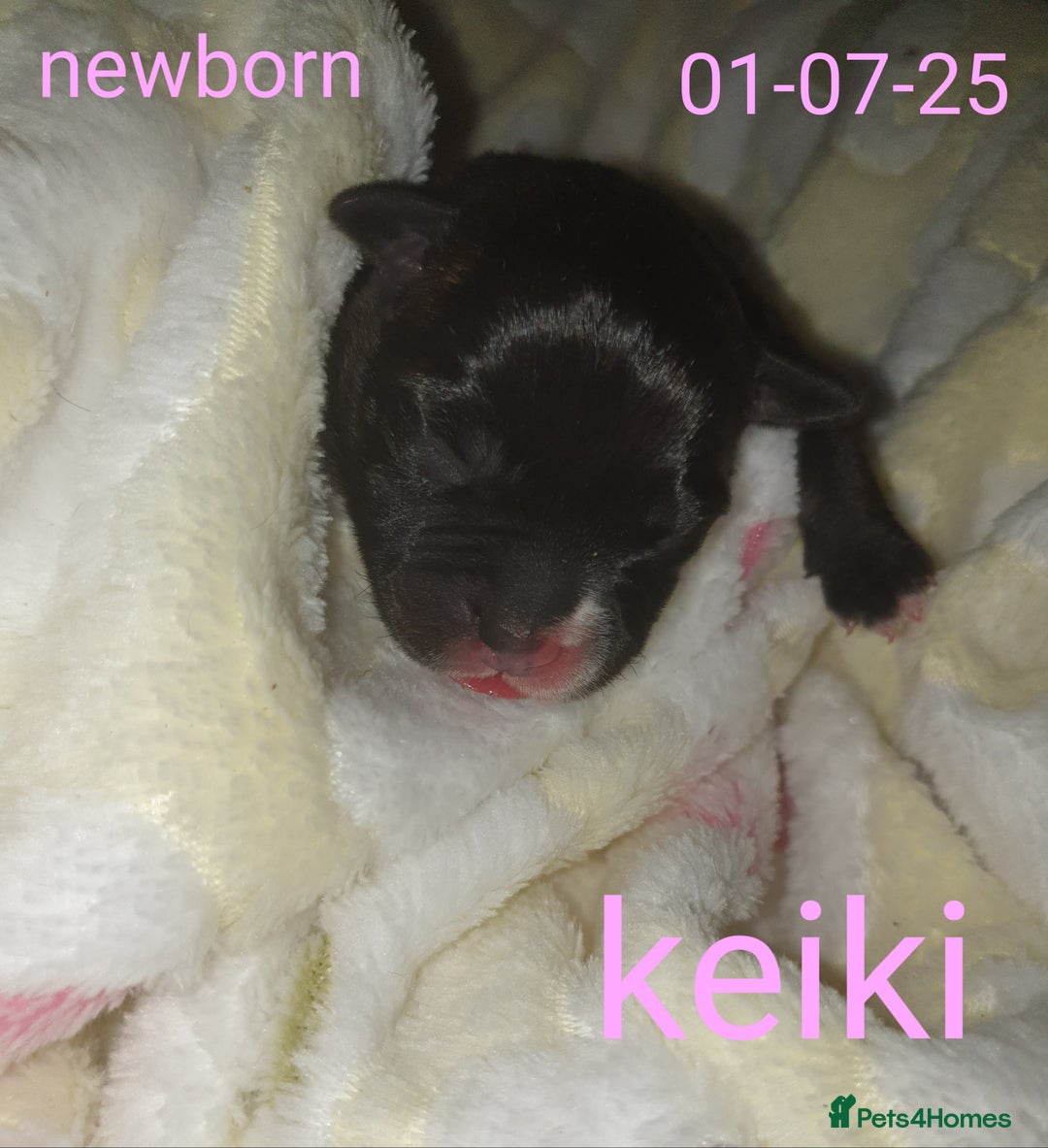 Staffordshire Bull Terrier dogs for sale: Beautiful female staffy puppy - Image 13