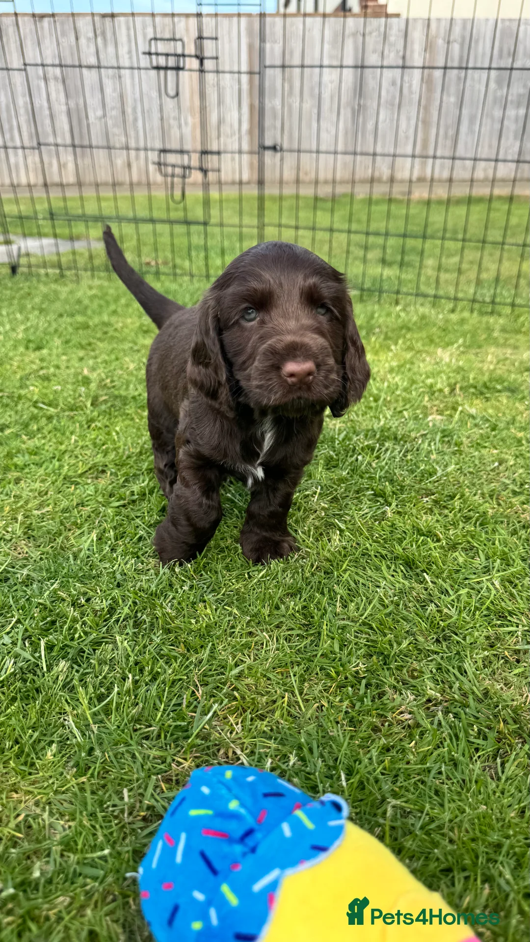 Cocker Spaniel dogs for sale: 🤎🐶 Chocolate English Show Cocker Spaniel Puppies - Advert 2