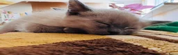 Siamese cats for sale: Siamese x Persian kittens 🐾 - Advert 21