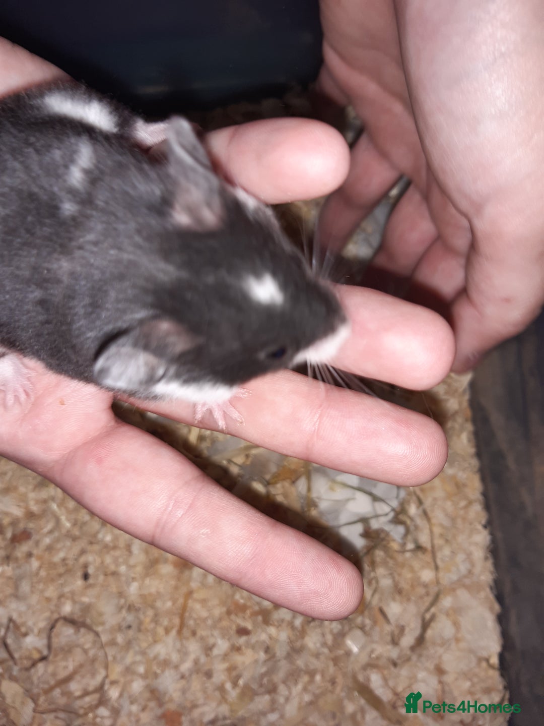 Hamster rodents for sale: Baby Syrian hamsters - Image 6