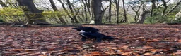 Cocker Spaniel dogs for stud: KV Working Cocker Spaniel Health tested  in Cheltenham - Advert 3