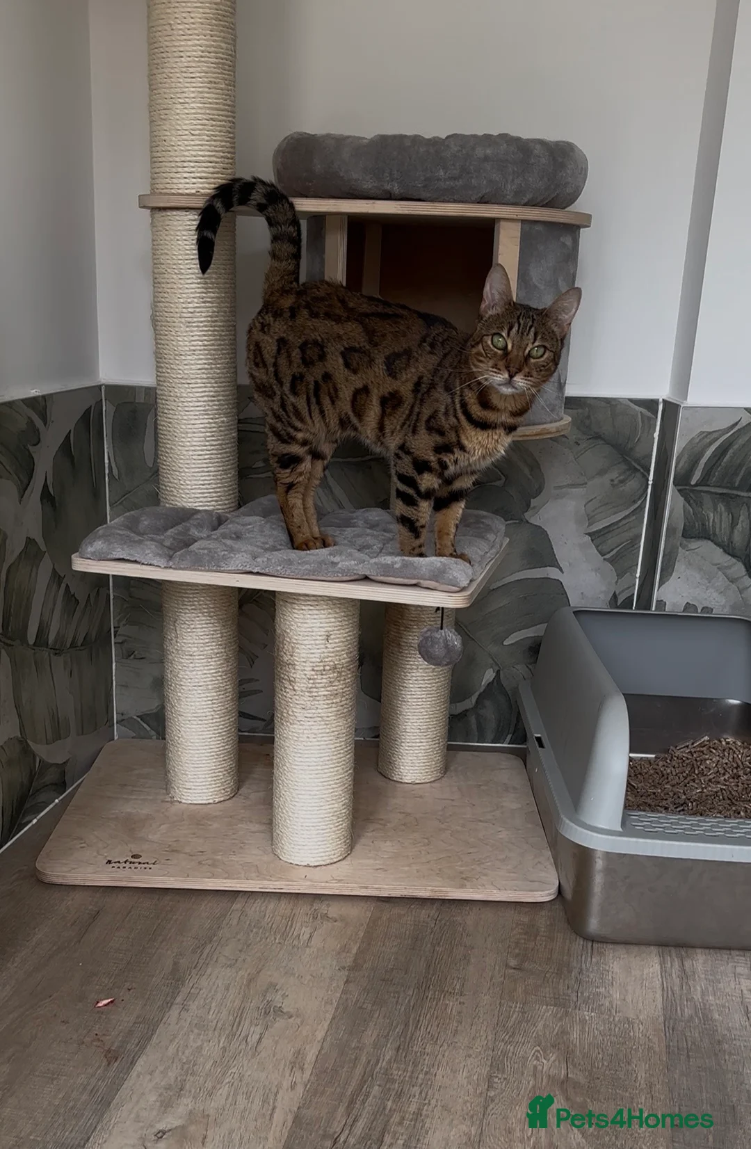 Bengal cats for sale: Retired breeding adults req. purrever pet homes 🐆 - Advert 2