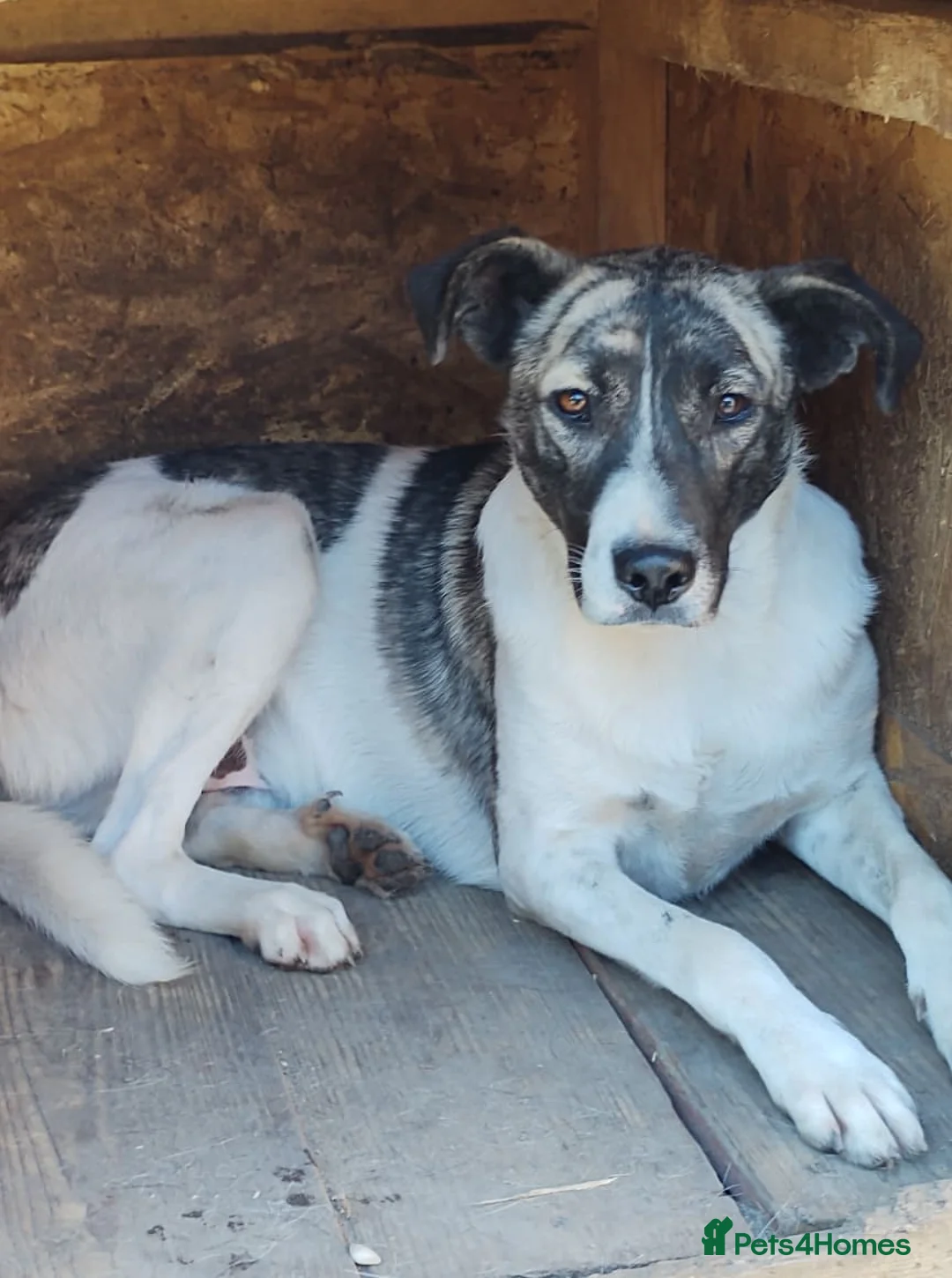 Mixed Breed dogs for adoption: 🌟 Marley 💛 5 years in shelter, still hoping - Advert 7