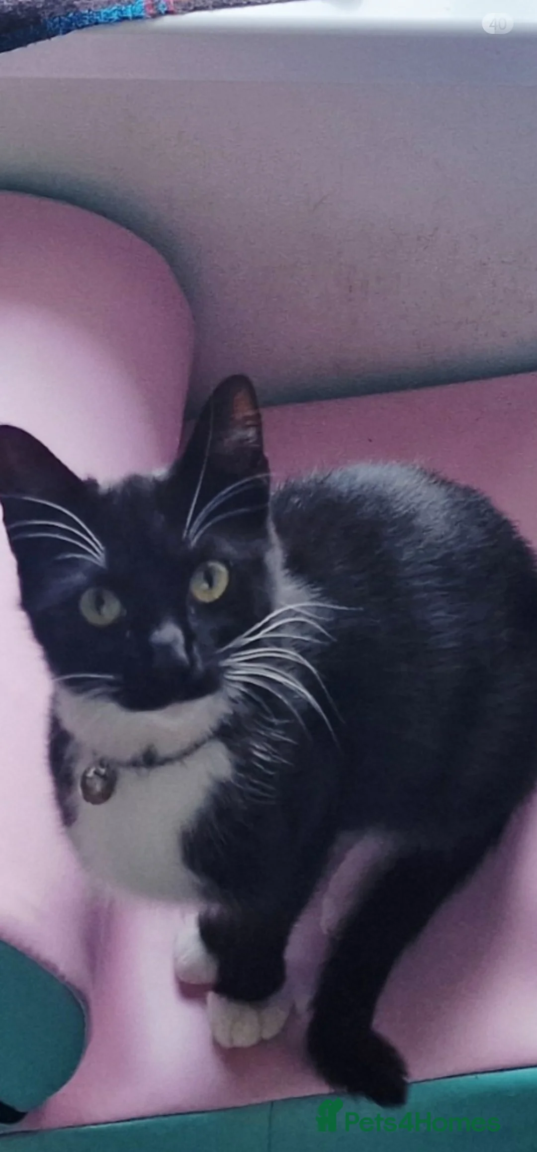 Mixed Breed cats for sale: 2 Kittens in urgent need of rehoming in Newport - Advert 2