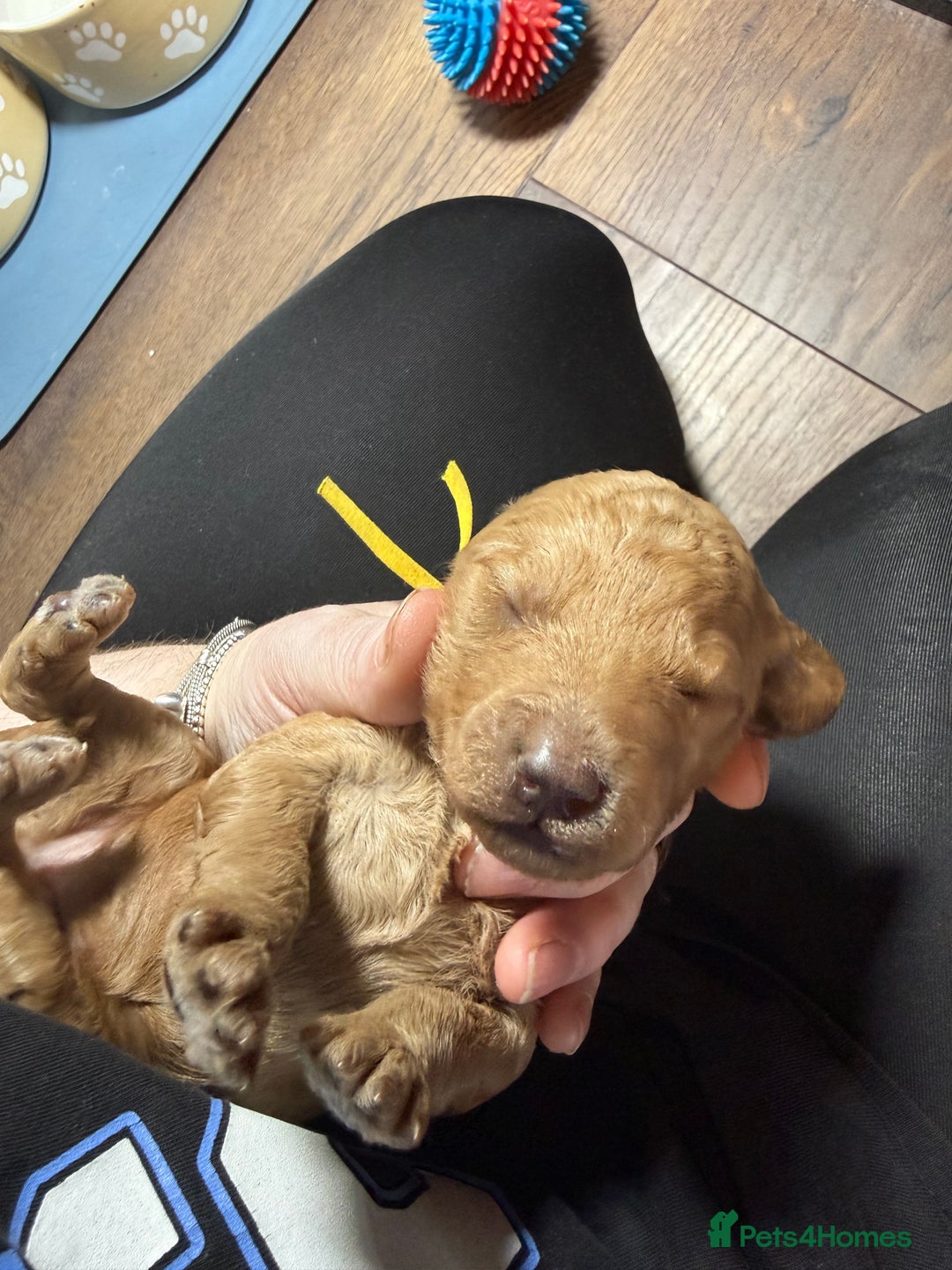 Labradoodle dogs for sale: Beautiful labradoodles  - Advert 16