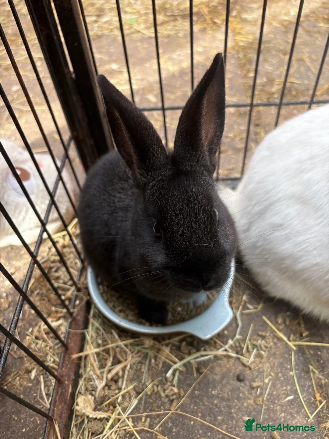 New Zealand rabbits for sale: Two sister rabbits available  - Advert 2