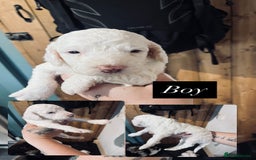 Cockapoo dogs for sale: Beautiful f2 cockapoo puppies - Image 3