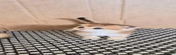Scottish Fold cats for sale: Adorable Scottish kittens - Advert 6
