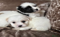 Coton De Tulear dogs for sale: Coton de Tulear puppies  - Image 10