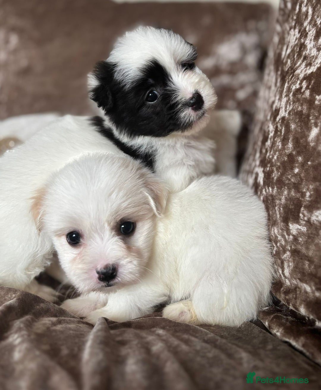Coton De Tulear dogs for sale: Coton de Tulear puppies  - Image 10