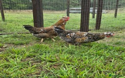 Chickens poultry for sale: POL Swedish Flower, Araucana & Game - Image 5