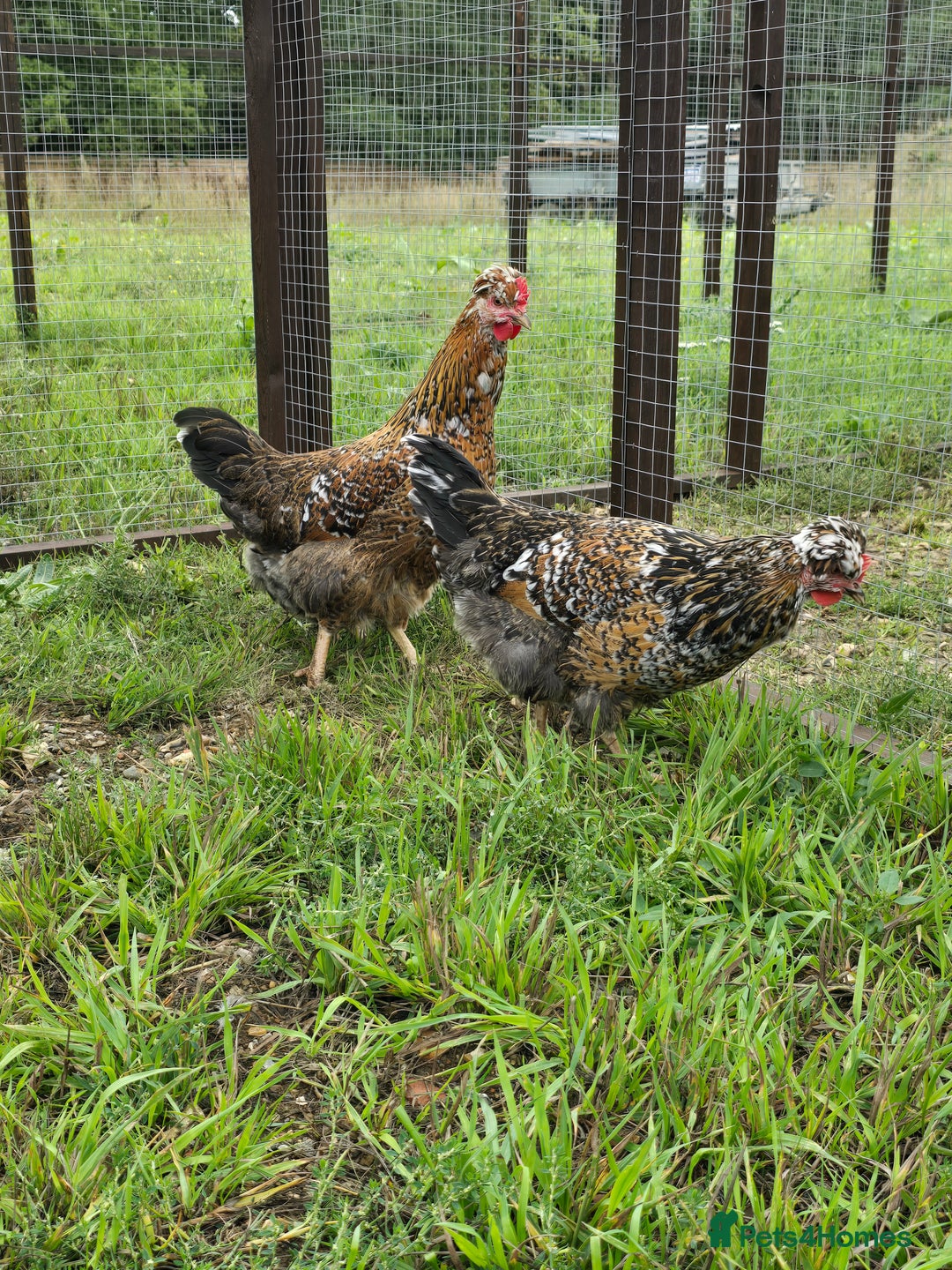 Chickens poultry for sale: POL Swedish Flower, Araucana & Game - Image 5