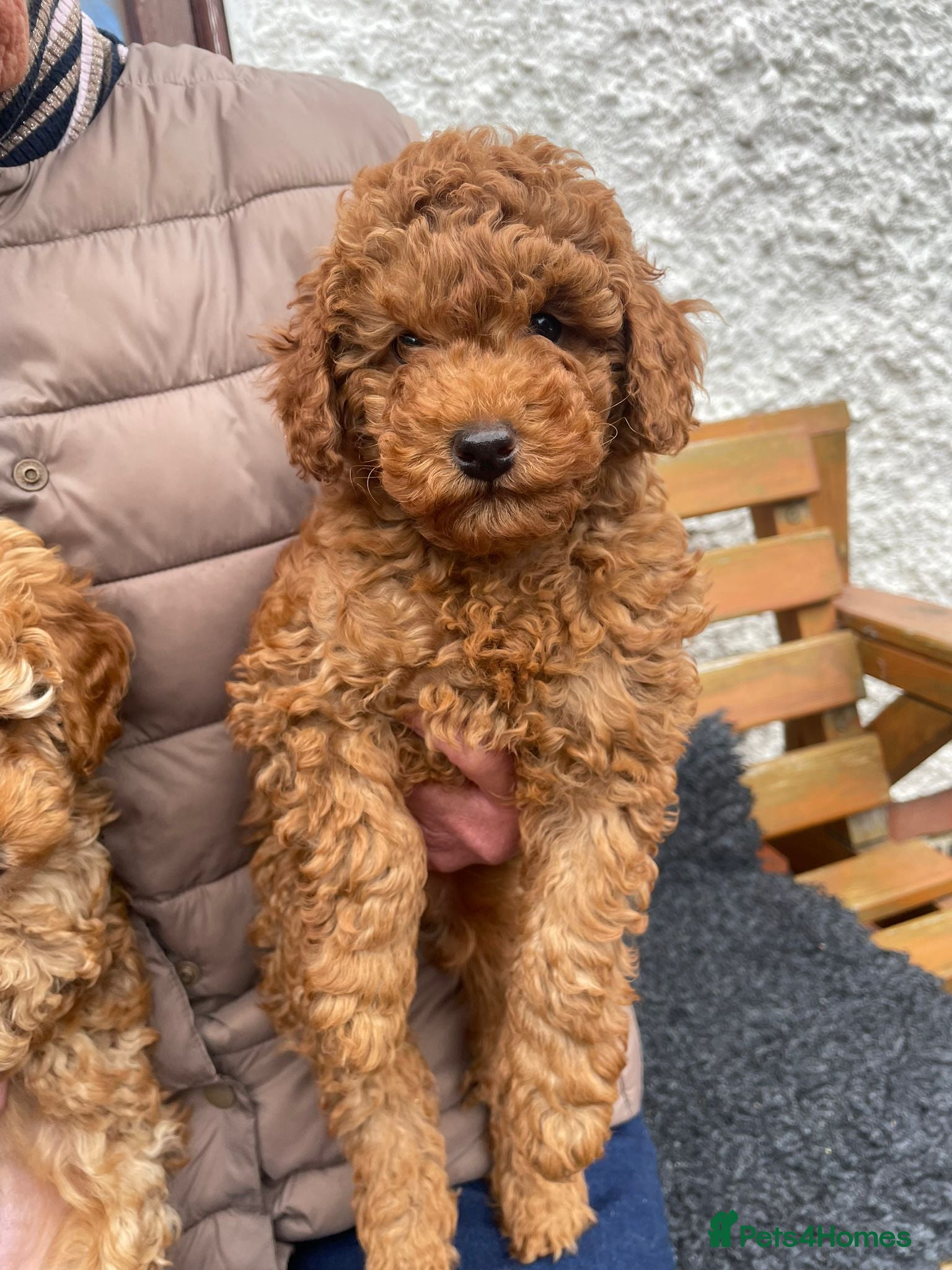 Toy Poodle dogs Male red toy poodles - Advert 9