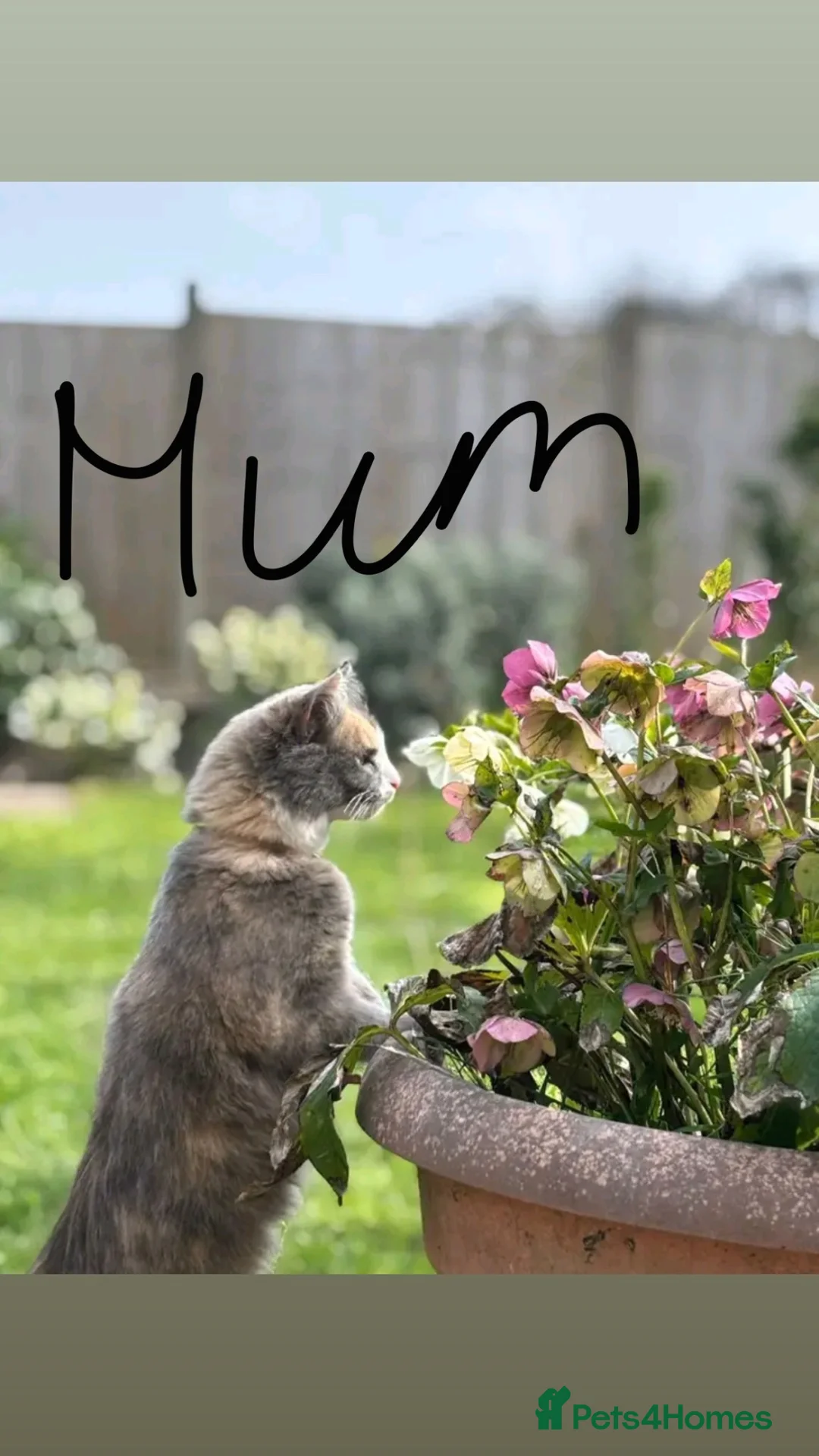 Mixed Breed cats for sale: Two mixed breed boys available  - Advert 1