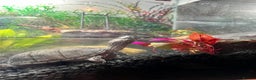 Turtle reptiles for sale: 2 Musk Turtles up for Adoption  - Advert 3