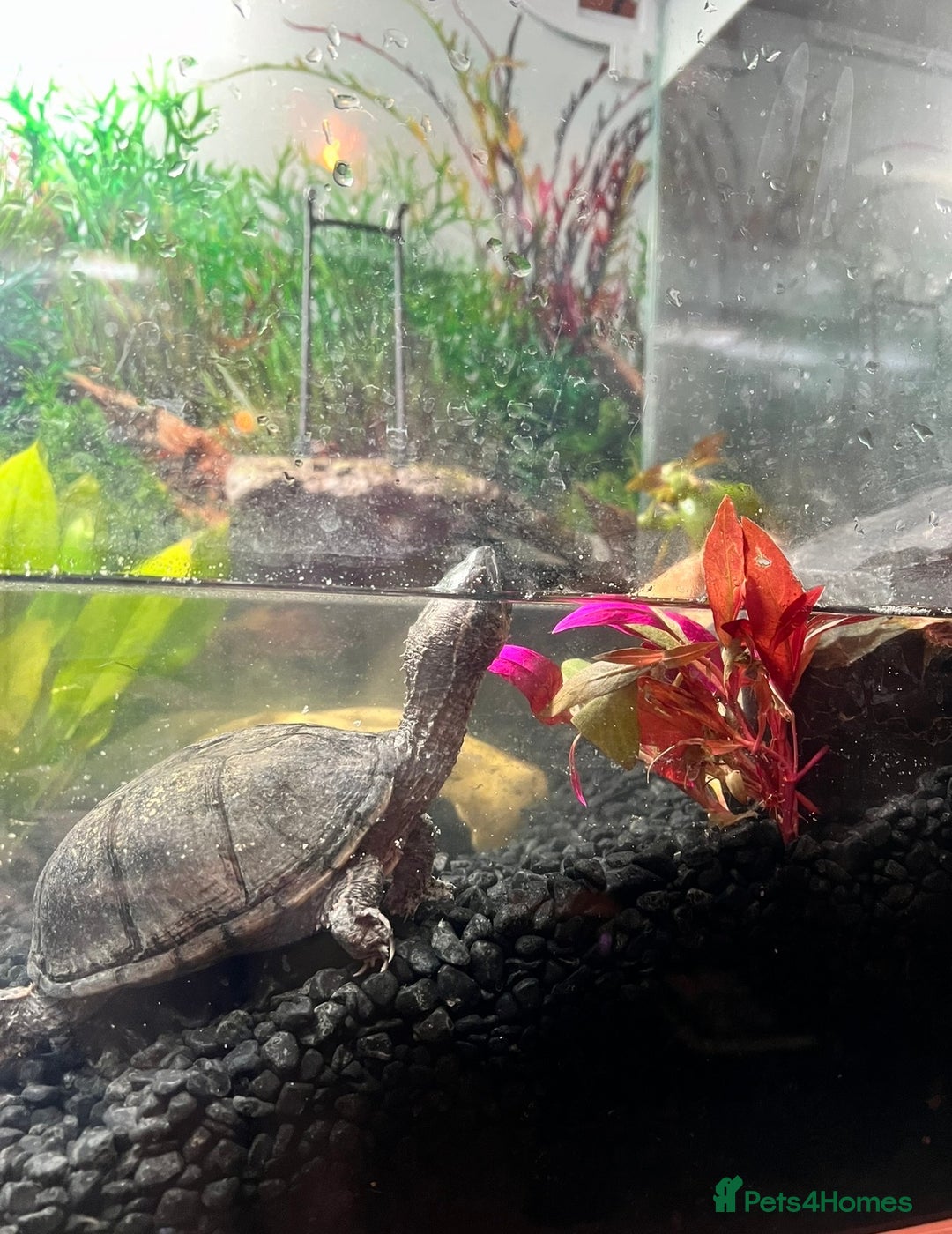 Turtle reptiles for sale: 2 Musk Turtles up for Adoption  - Advert 3