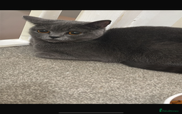 British Shorthair cats for sale: British shorthair female for sale  - Image 3