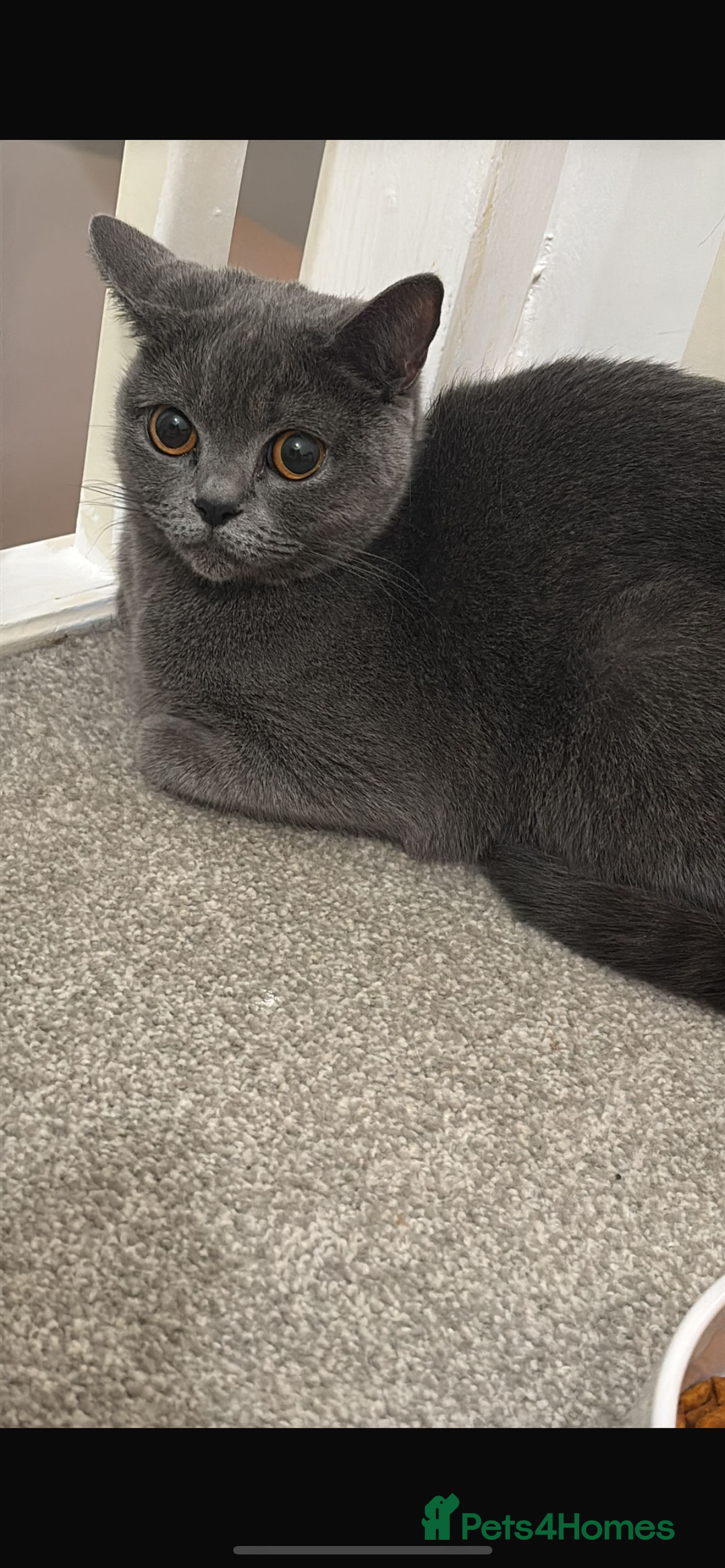British Shorthair cats for sale: British shorthair female for sale  - Image 3