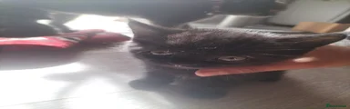 Bean