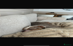 English Bulldog dogs for sale: Lovable English bulldog for adoption  - Advert 3