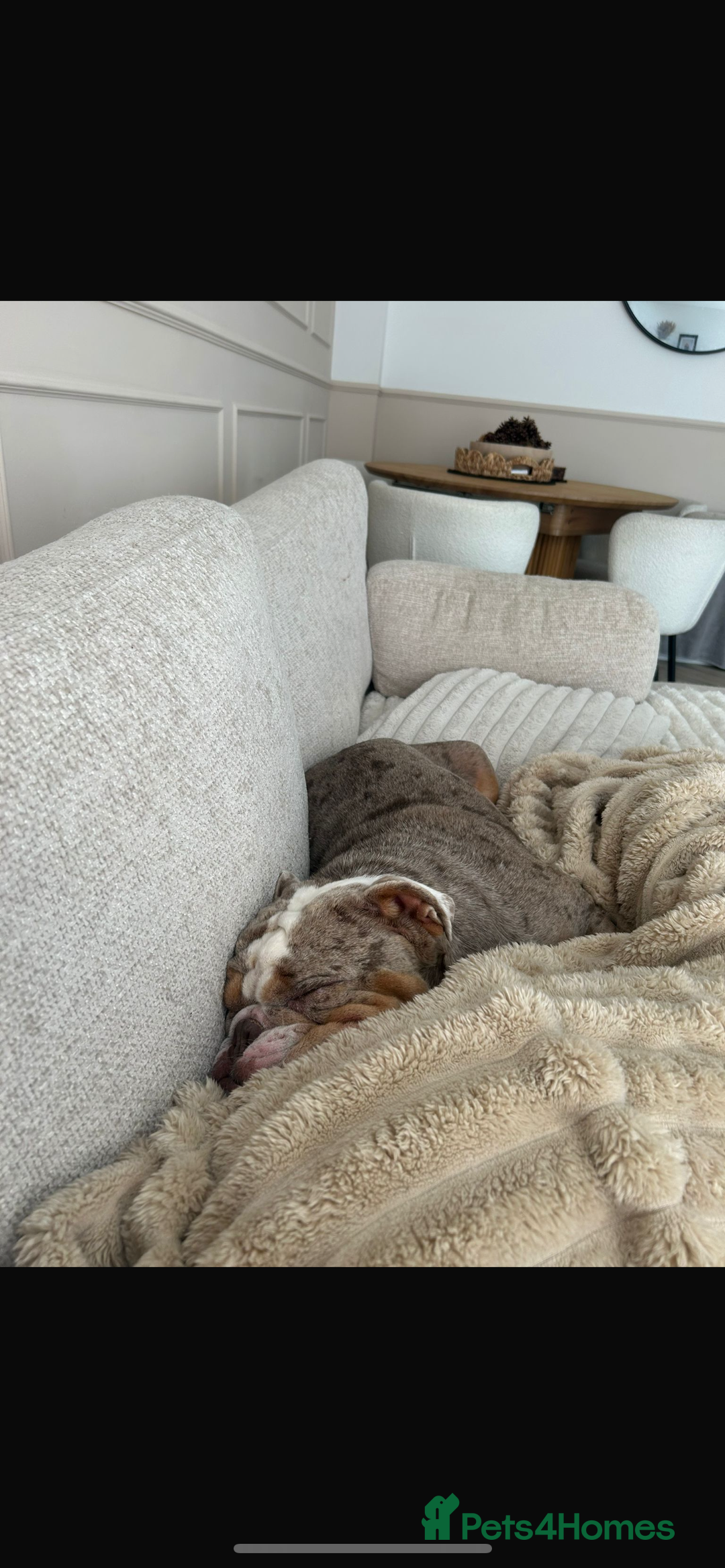 English Bulldog dogs for sale: Lovable English bulldog for adoption  - Advert 3