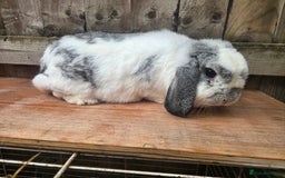 Mini Lop rabbits for sale: Stunning mini lops does - Image 1