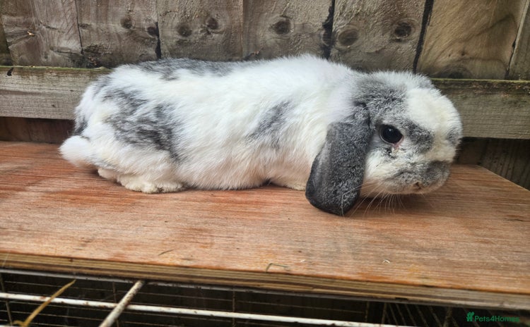 Mini Lop rabbits - Advert 1