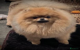 Pomeranian dogs for sale: Beautiful Pomeranian male for forever home  - Image 6