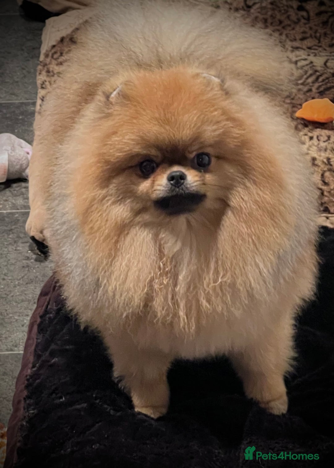 Pomeranian dogs for sale: Beautiful Pomeranian male for forever home  - Image 6