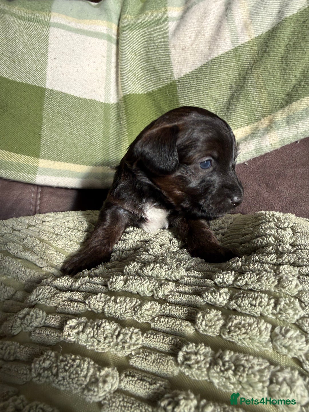 Jackapoo dogs for sale: Jackapoo puppies  - Advert 7