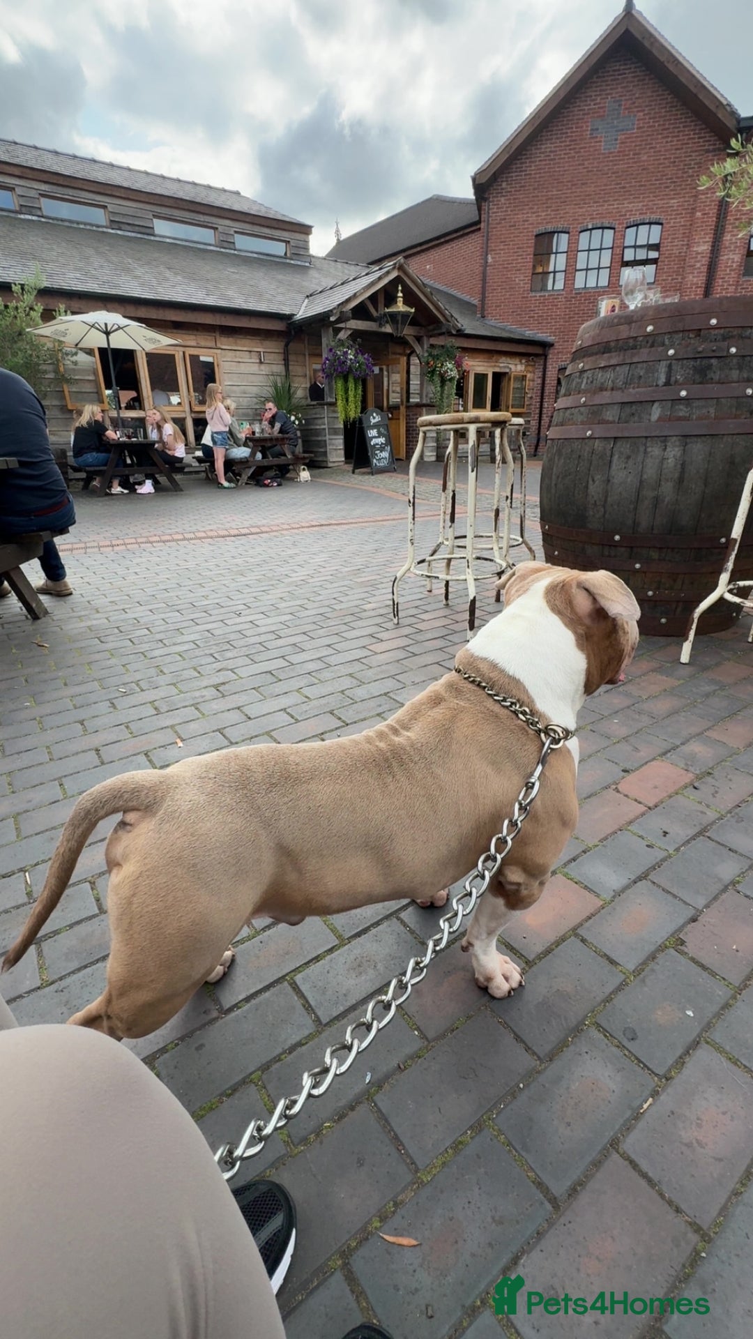 American Bully dogs for stud: ABKC Stunning Male Bully (BUDDY🐶) - Image 6