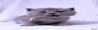 British Shorthair girl pink collar