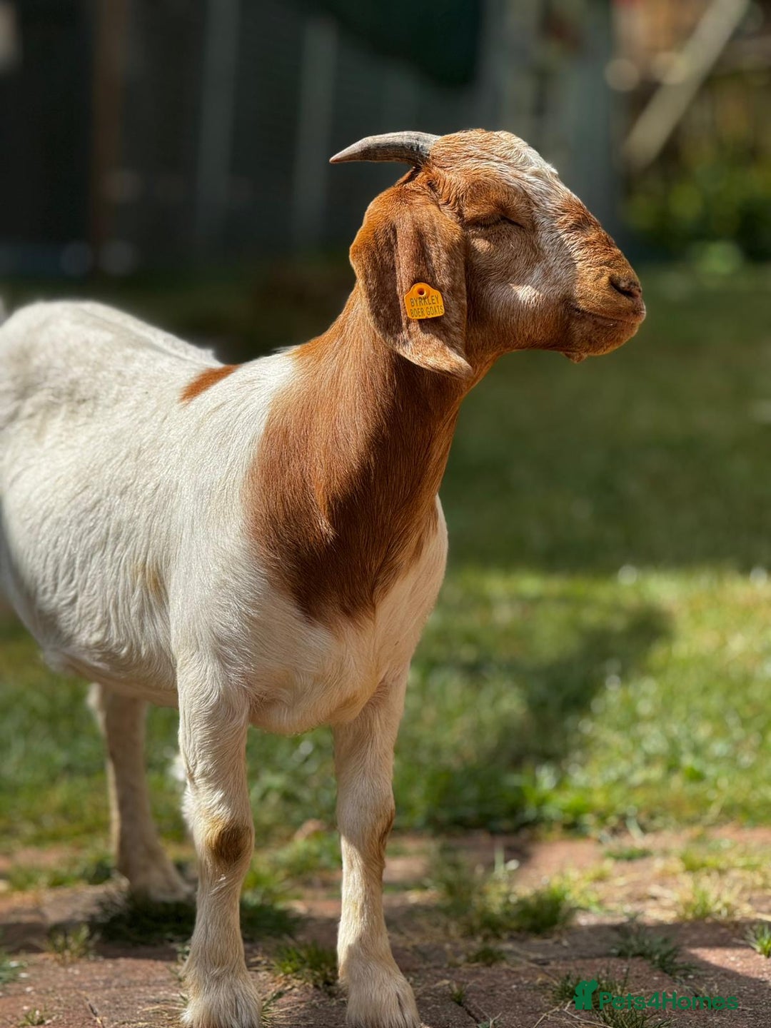 Goats livestock for sale: Pedigree Registered Female Boer Goats  - Image 4