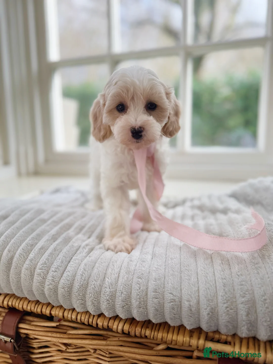 Mixed Breed dogs for sale: Shichon-poo Teddy bear - Advert 9